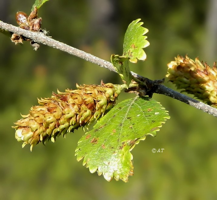 Изображение особи Betula divaricata.