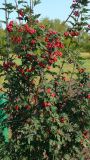 × Sorbocotoneaster pozdnjakovii
