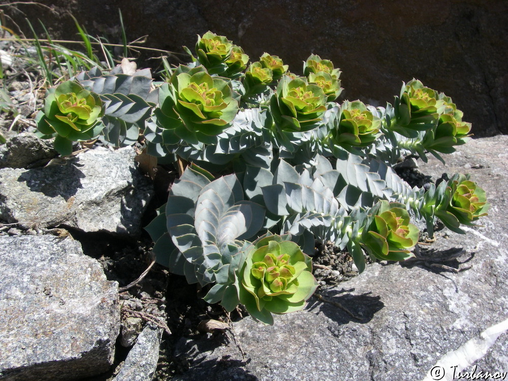 Изображение особи Euphorbia myrsinites.