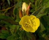 Oenothera pilosella