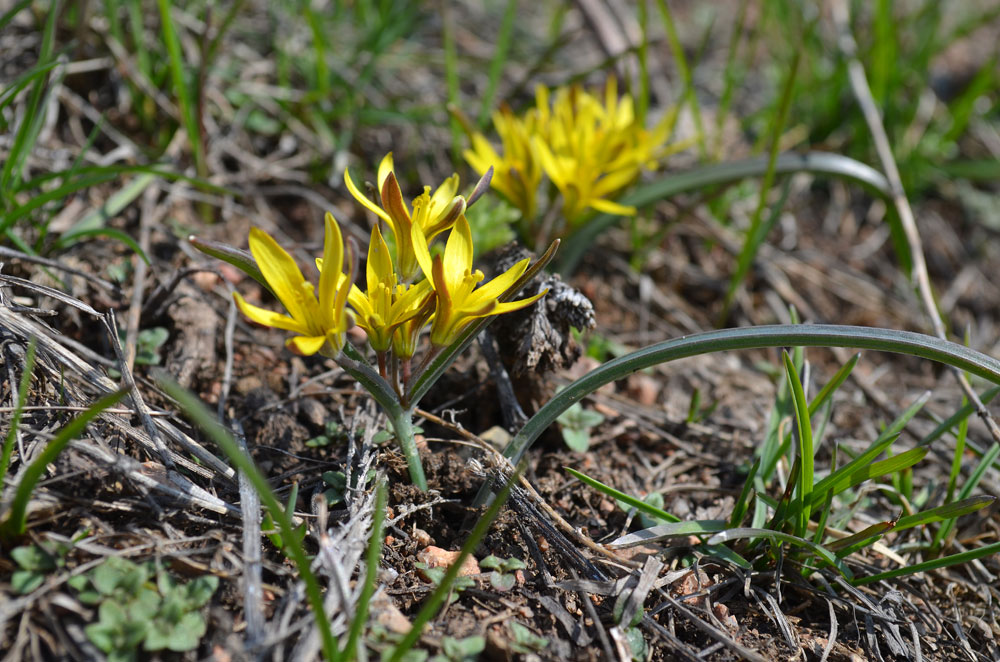 Image of Gagea turkestanica specimen.
