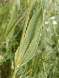 Inula oculus-christi