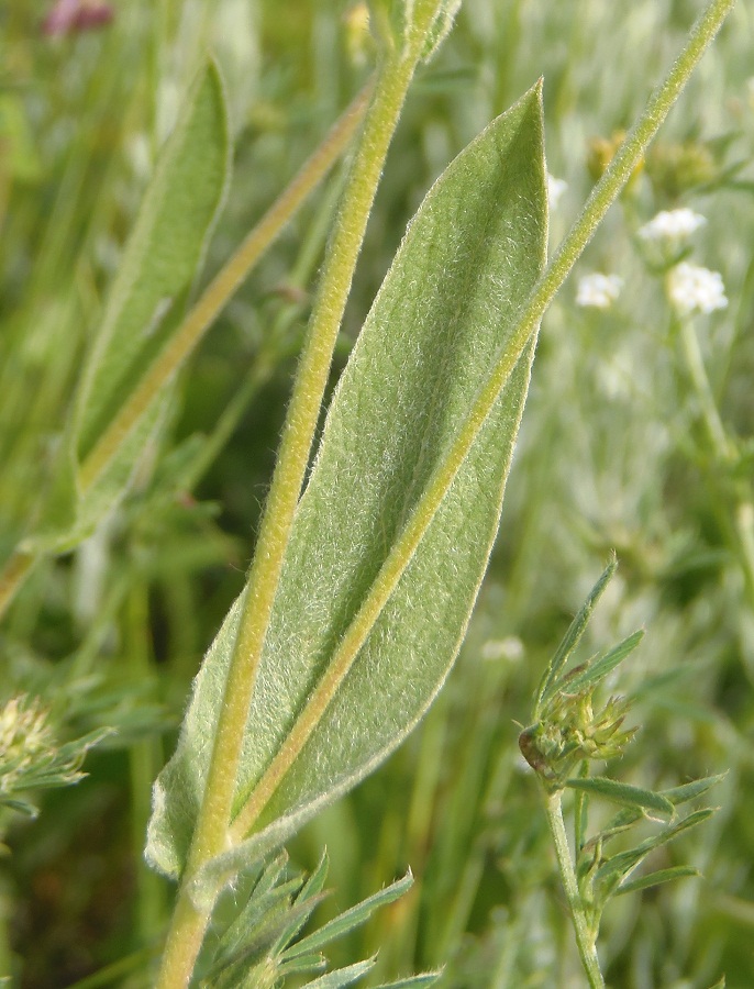 Image of Inula oculus-christi specimen.