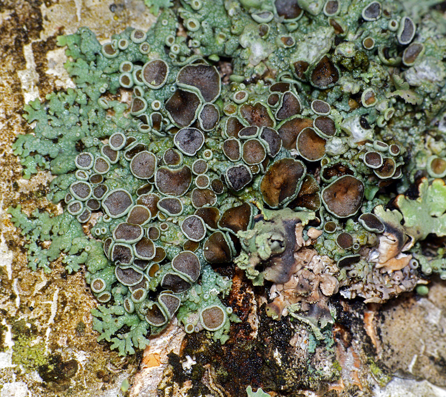 Image of genus Physcia specimen.