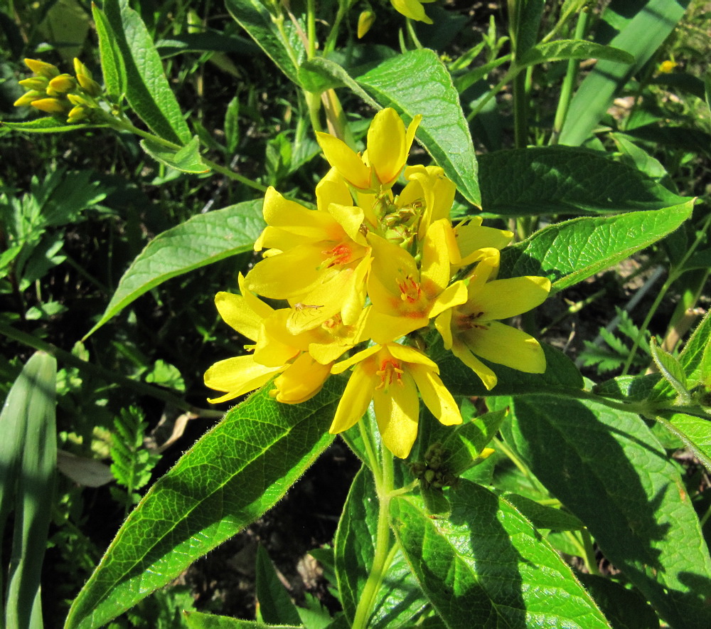 Image of Lysimachia vulgaris specimen.