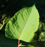 Reynoutria × bohemica