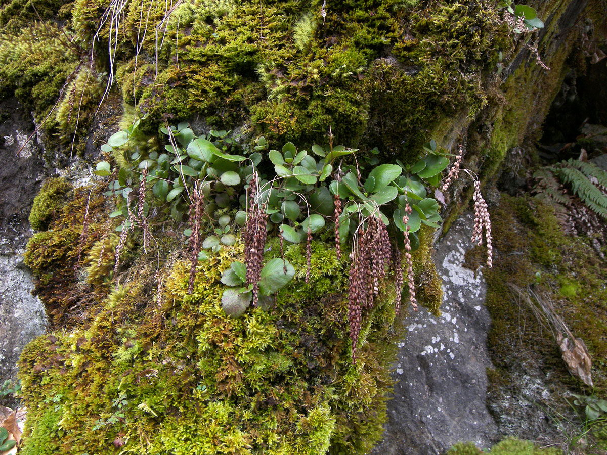 Изображение особи Chiastophyllum oppositifolium.