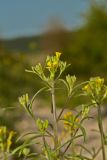 Erysimum canescens. Верхушка расцветающего растения. Молдова, Оргеевский р-н, окр. с. Требужены, известняковые скалы. 08.05.2015.