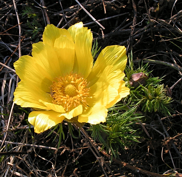 Изображение особи Adonis vernalis.