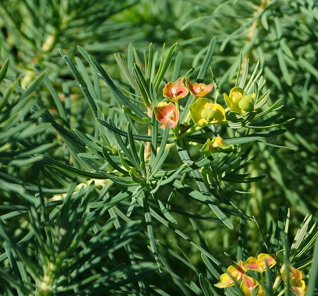 Изображение особи Euphorbia cyparissias.