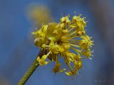 Cornus mas