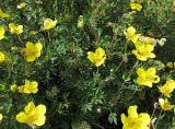 Dasiphora fruticosa. Верхушки побегов цветущего растения. Республика Тува, Монгун-Тайгинский кожуун, горный массив Монгун-Тайга, водораздел рек Холаш и Булуктуг-Кара-Су. 20.07.2016.
