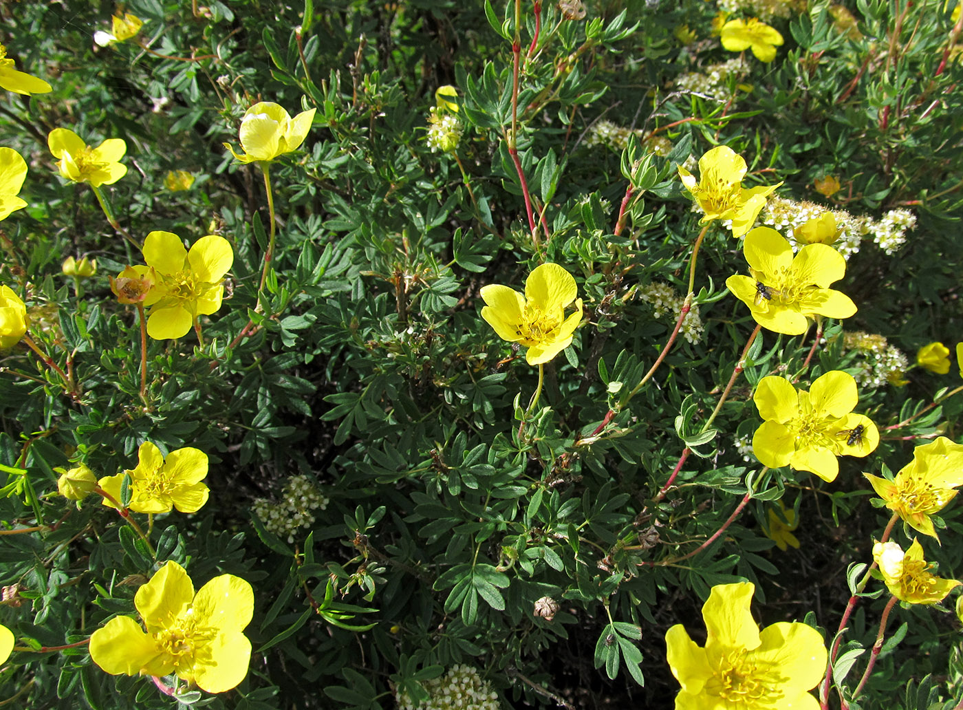 Image of Dasiphora fruticosa specimen.