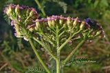 Achillea asiatica