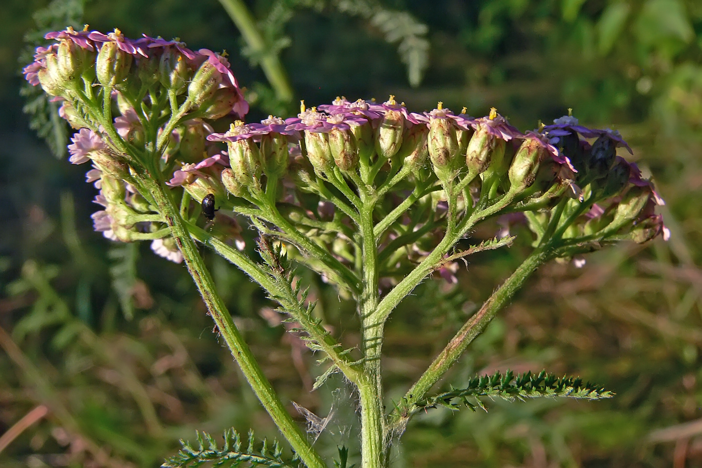 Image of Achillea asiatica specimen.