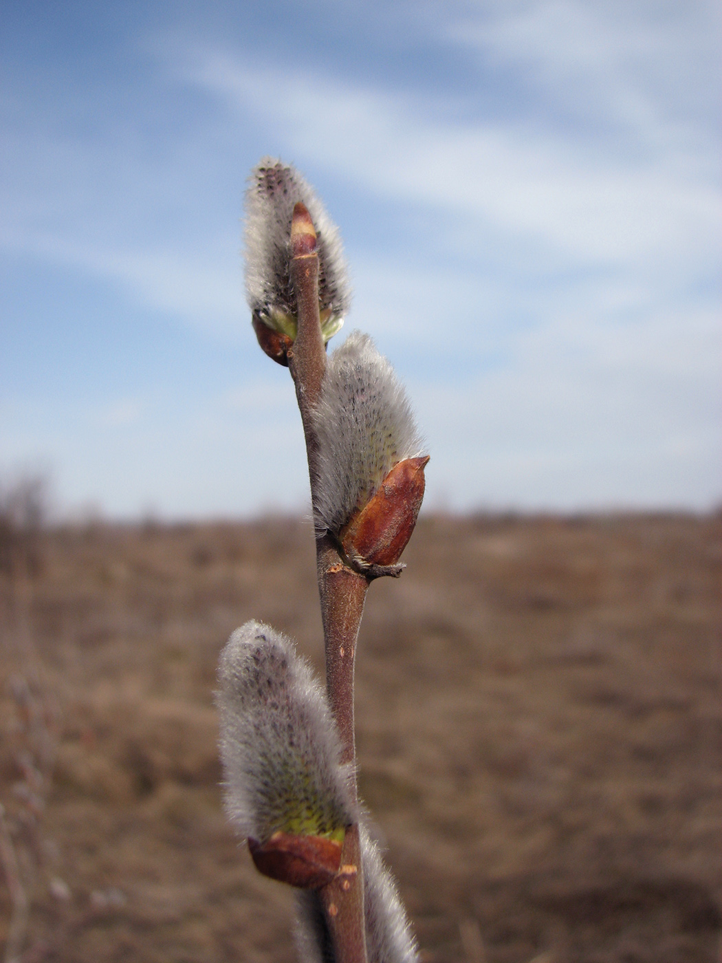 Image of Salix cinerea specimen.