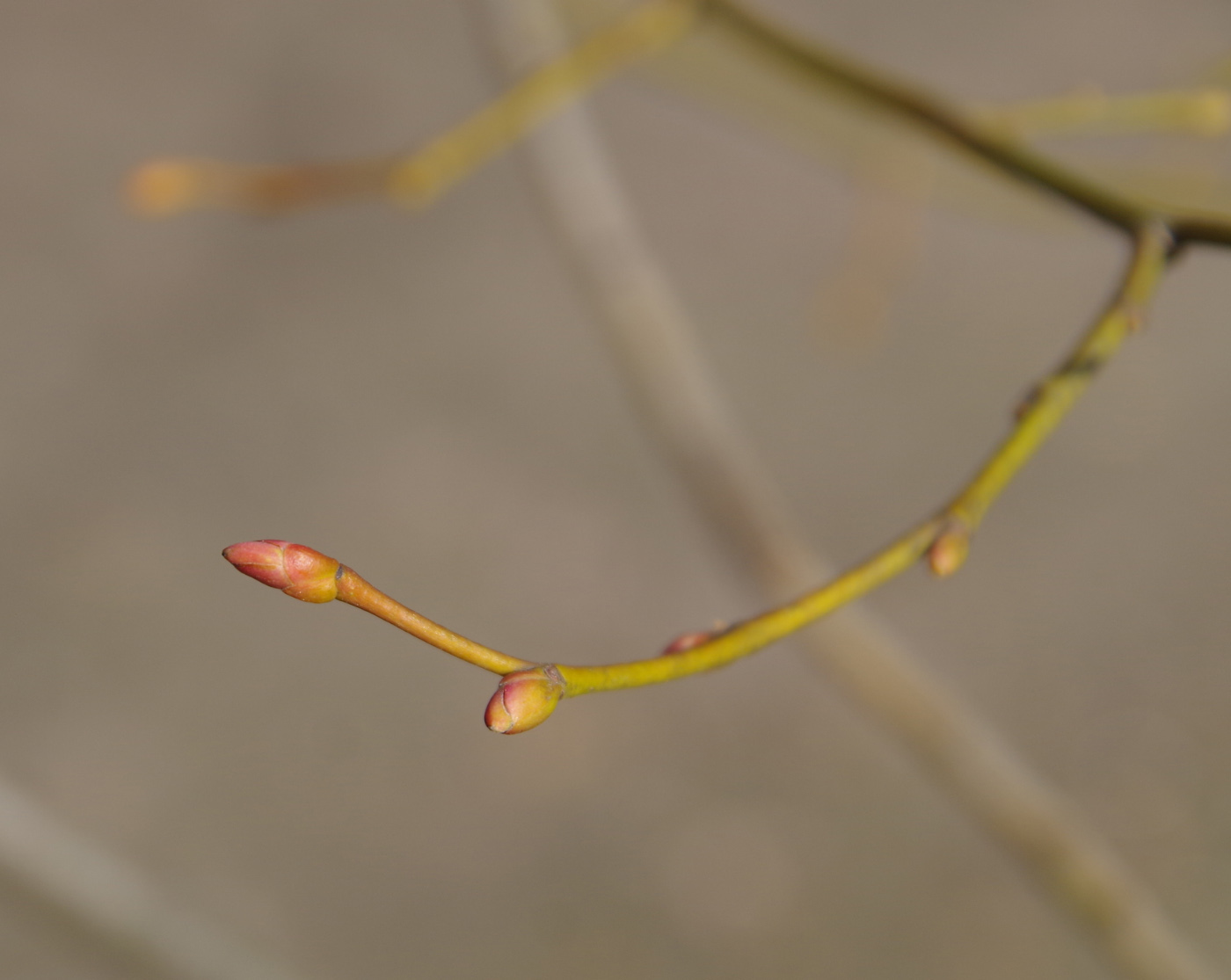 Изображение особи Tilia euchlora.