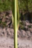 род Calamagrostis