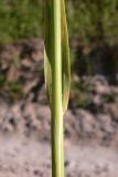 genus Calamagrostis. Часть побега с основанием листа. Амурская обл., Бурейский р-н, окр. с. Виноградовка, песчаный овраг. 17.07.2016.