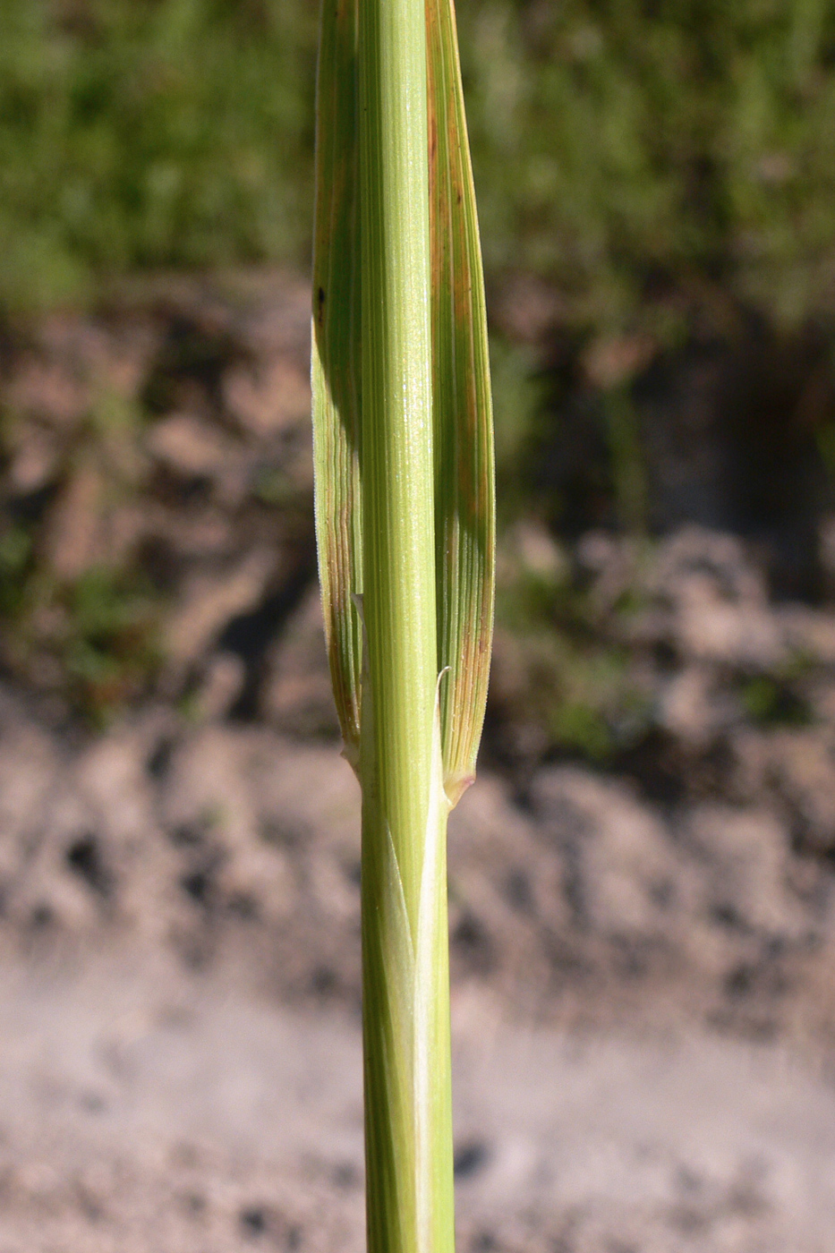 Изображение особи род Calamagrostis.