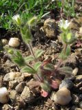 Cerastium brachypetalum subspecies tauricum. Цветущее растение. Южный Берег Крыма, Балаклава, приморский склон. 4 апреля 2010 г.