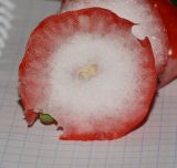 Image of taxon representative. Author is Татьяна Мальчинская