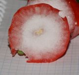 Syzygium aqueum. Поперечный разрез плода, повреждённого насекомыми. Таиланд, о-в Пхукет, курорт Ката, во дворе, в культуре. 08.01.2017.