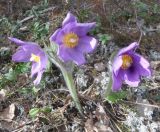 Pulsatilla patens. Цветущее растение. Тверская обл., Весьегонский р-н, окр. Весьегонска, сосновый бор. 7 мая 2017 г.