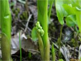 Convallaria majalis