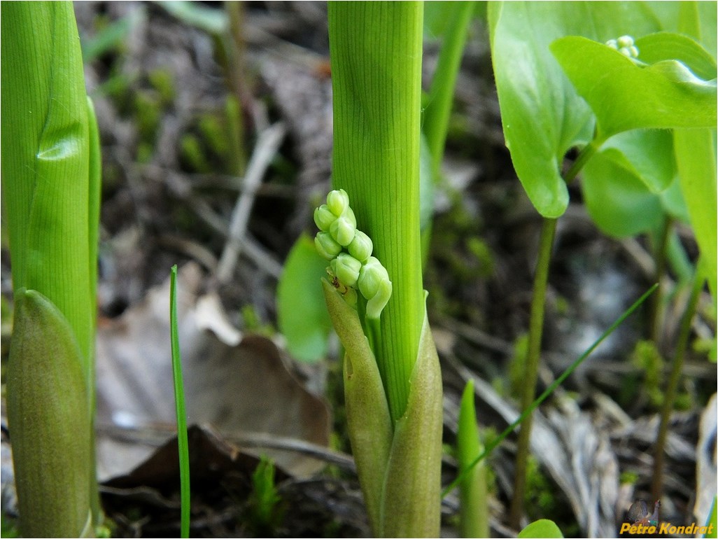 Image of Convallaria majalis specimen.
