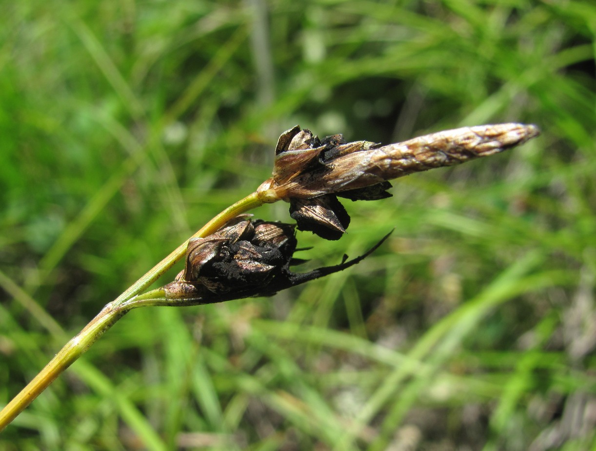 Изображение особи Carex halleriana.