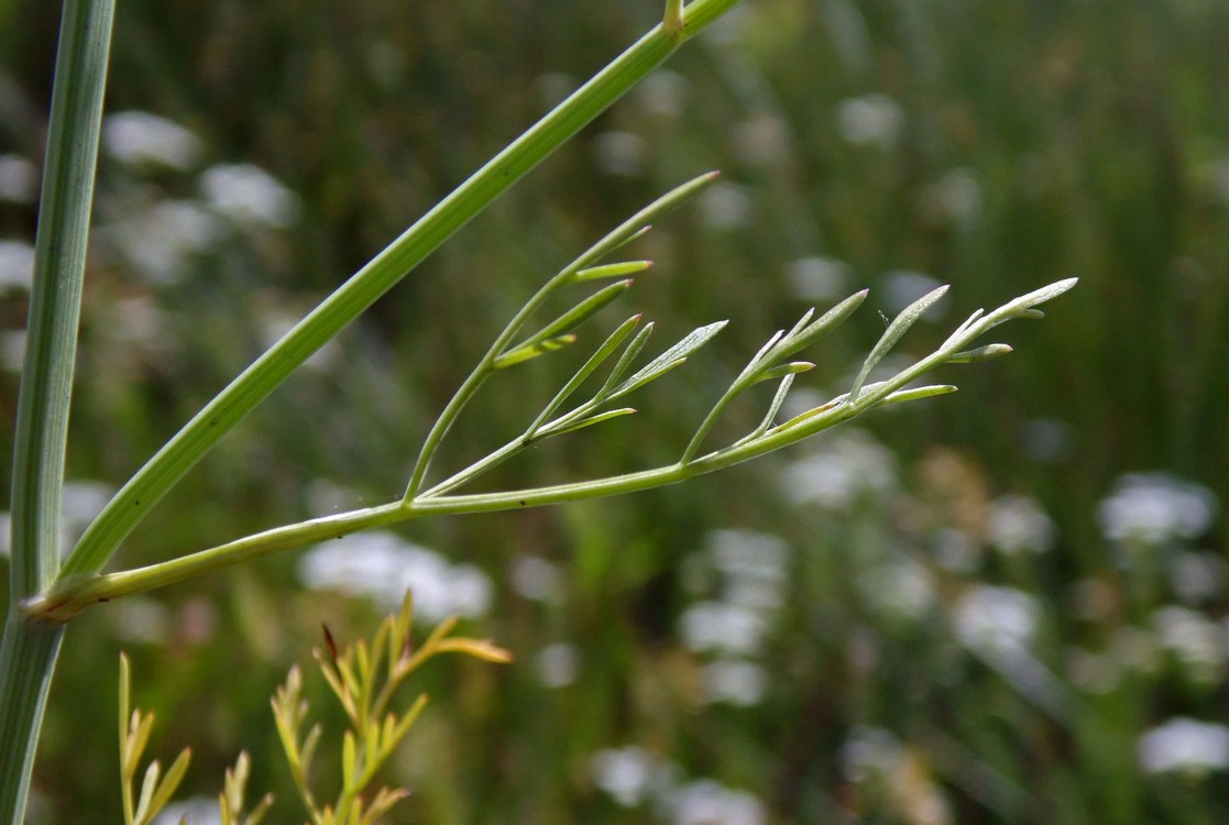 Изображение особи Oenanthe silaifolia.