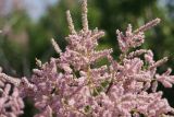 Tamarix ramosissima. Часть кроны цветущего растения. Ростовская обл., г. Волгодонск, на лесной дороге. 09.06.2017.