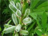 Lupinus polyphyllus