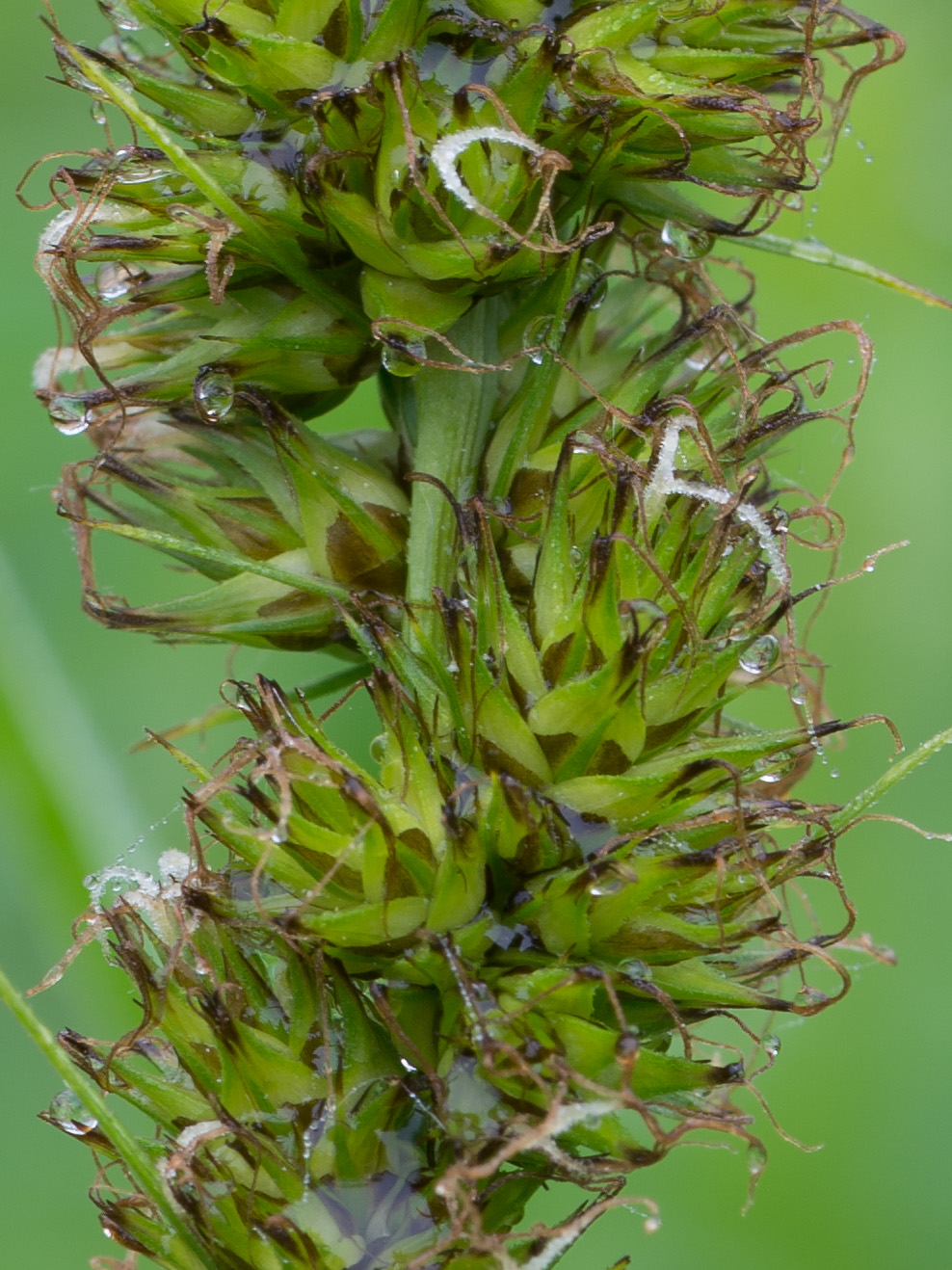 Image of Carex vulpina specimen.