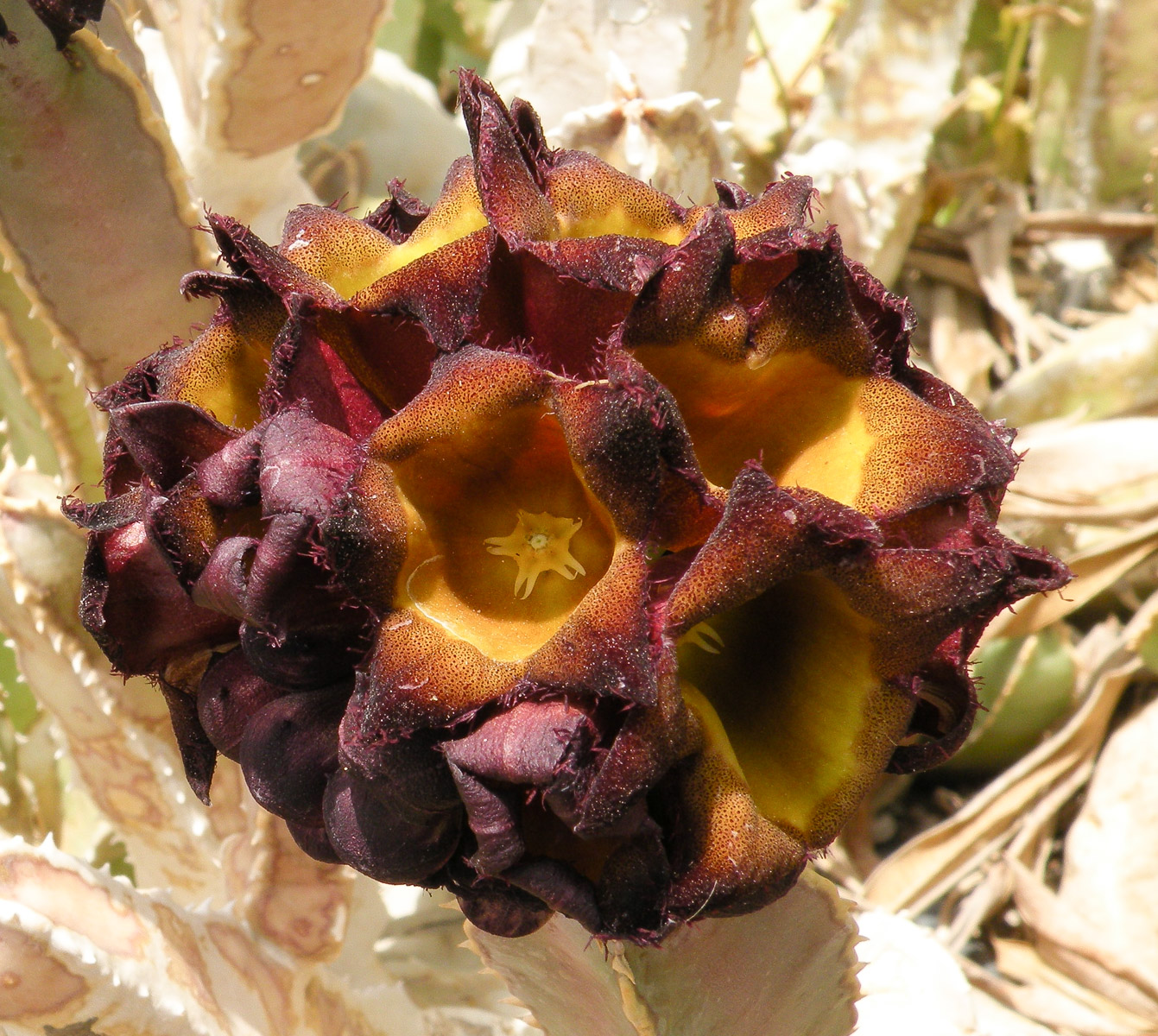 Image of Desmidorchis speciosa specimen.