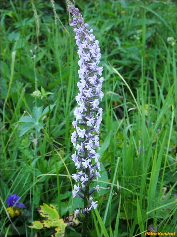 Image of Gymnadenia conopsea specimen.