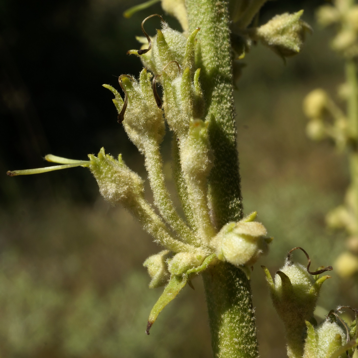 Image of Verbascum banaticum specimen.