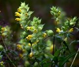 Rhinanthus aestivalis. Верхушки цветущих растений. Московская обл., Раменский р-н, окр. ж.-д. платформы Хрипань, просека под ЛЭП. 15.07.2017.
