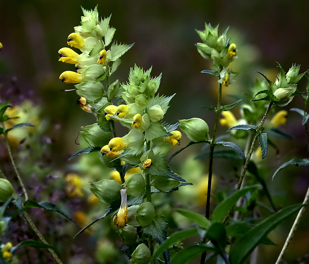 Изображение особи Rhinanthus aestivalis.