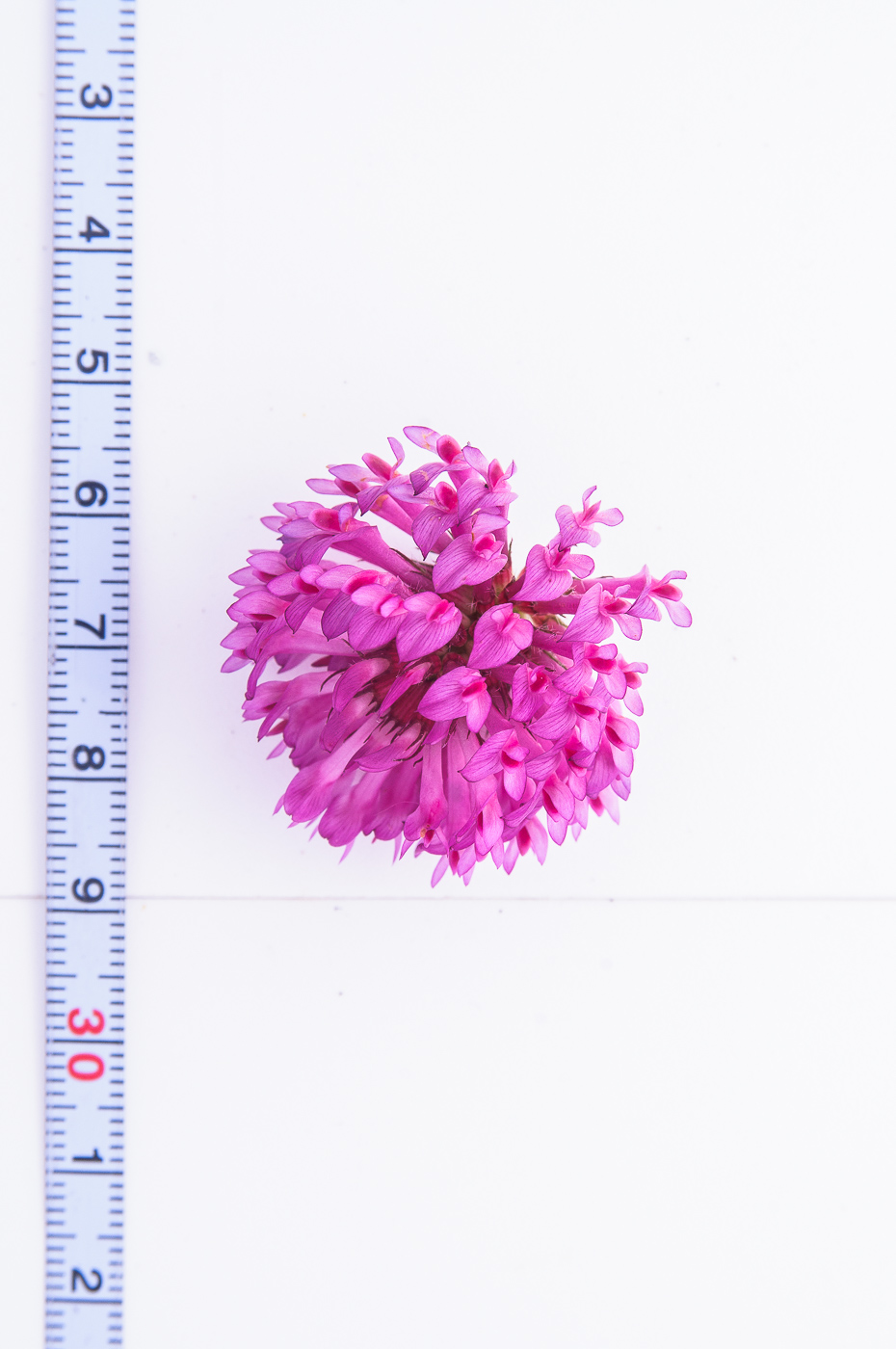 Image of Trifolium medium specimen.