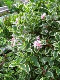 Weigela florida
