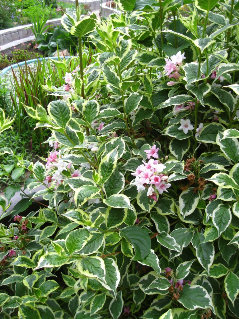 Изображение особи Weigela florida.