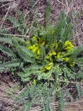 Astragalus macronyx