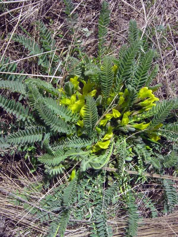 Изображение особи Astragalus macronyx.