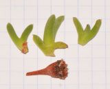 Ruschia lineolata