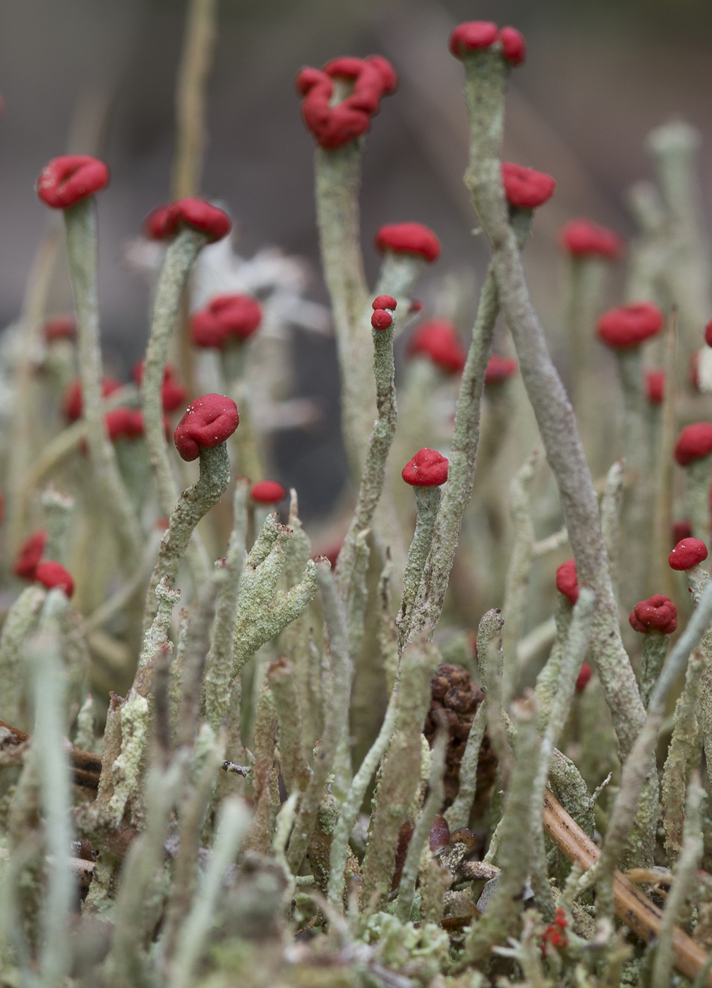 Изображение особи Cladonia macilenta.