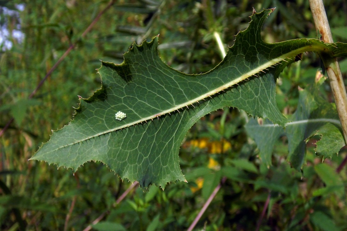 Изображение особи Lactuca serriola.