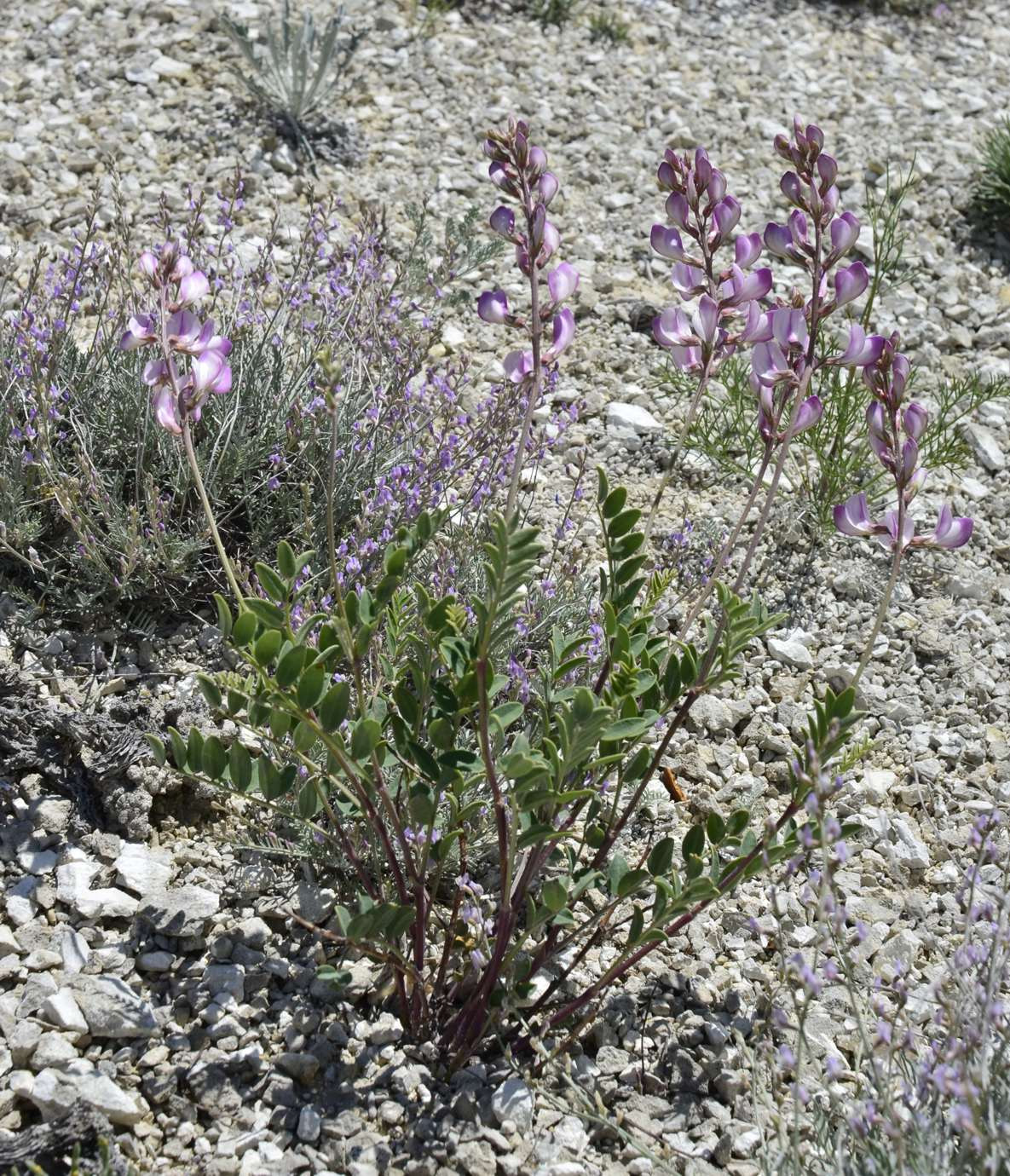 Изображение особи Hedysarum tscherkassovae var. megalotropis.