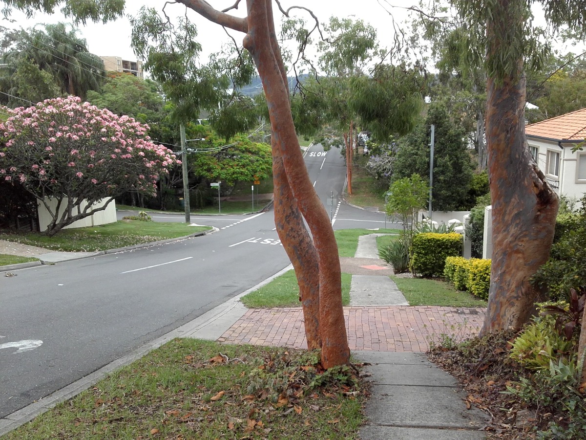 Image of Angophora costata specimen.